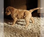 Small #6 Goldendoodle-Poodle (Miniature) Mix