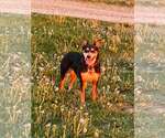 Small #10 Mutt