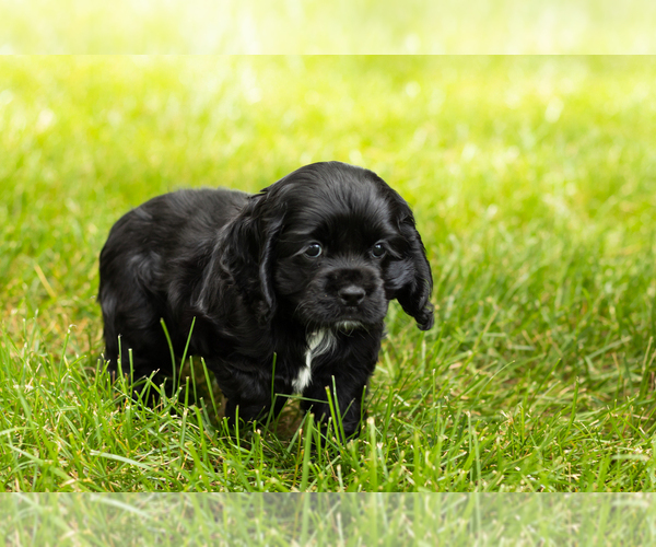 Medium Photo #27 Cocker Spaniel Puppy For Sale in NAPPANEE, IN, USA