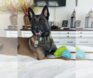 Mutt Dogs for adoption in Imlay City, MI, USA