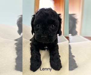 Cavapoo Puppy for sale in GILBERTSVILLE, PA, USA