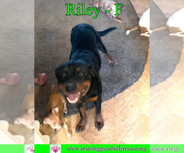 Medium Photo #5 Rottweiler Puppy For Sale in Milton, FL, USA
