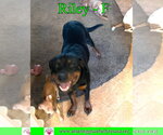 Small #4 Rottweiler