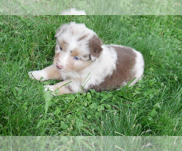 Medium Photo #8 Australian Shepherd Puppy For Sale in FLAT ROCK, IL, USA