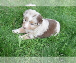 Puppy Aster Australian Shepherd