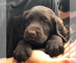 Small Photo #10 Labradoodle Puppy For Sale in SAGINAW, MN, USA