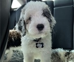 Small #11 Sheepadoodle