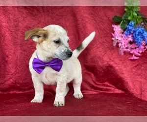 Australian Cattle Dog Puppy for sale in LANCASTER, PA, USA