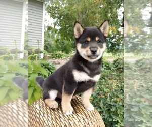 Shiba Inu Puppy for sale in DUNDEE, NY, USA