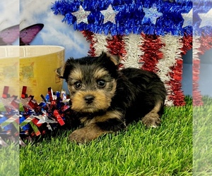 Yorkshire Terrier Puppy for Sale in CASSVILLE, Missouri USA