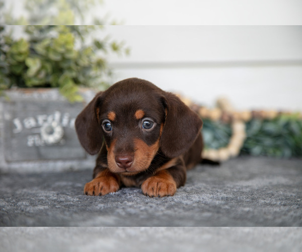 Medium Photo #10 Dachshund Puppy For Sale in BREMEN, IN, USA