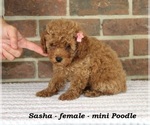 Small #1 Poodle (Toy)