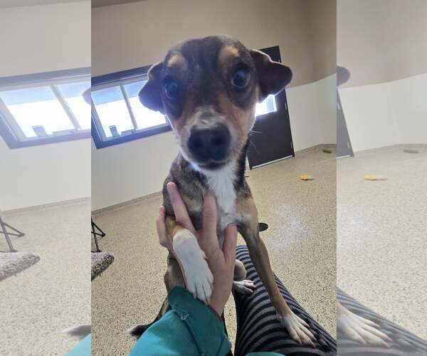 Medium Photo #3 Cheagle Puppy For Sale in Castle Rock, CO, USA