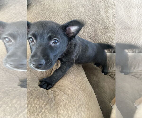 Medium Photo #2 Mutt Puppy For Sale in Sandy, UT, USA