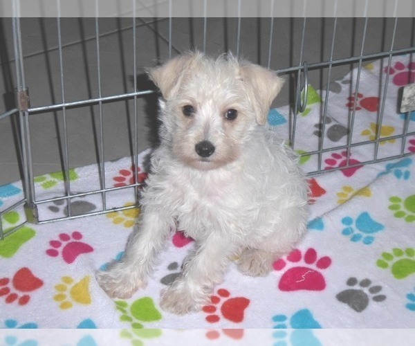 Medium Photo #1 Schnoodle (Miniature) Puppy For Sale in ORO VALLEY, AZ, USA