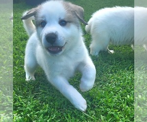 Medium Pyrenees Husky