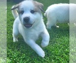 Puppy 5 Pyrenees Husky