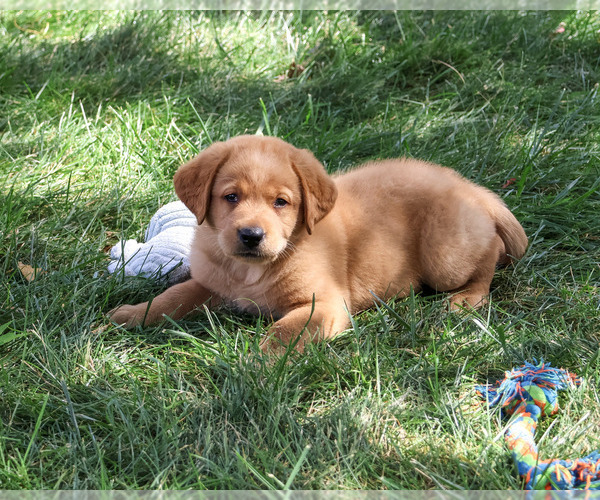 Medium Photo #4 Labrador Retriever Puppy For Sale in SYRACUSE, IN, USA