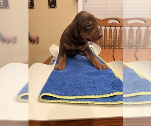 Doberman Pinscher Puppy for sale in PECK, KS, USA