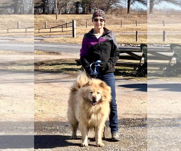 Medium Photo #6 Chow Chow Puppy For Sale in Landenberg, PA, USA