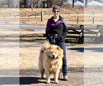Small #5 Chow Chow