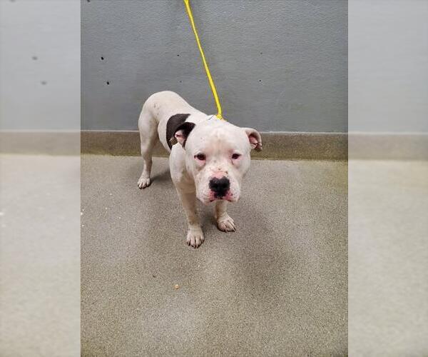 Medium Photo #1 Mutt Puppy For Sale in Las Vegas, NV, USA