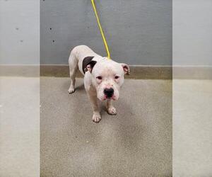 Mutt Dogs for adoption in Las Vegas, NV, USA