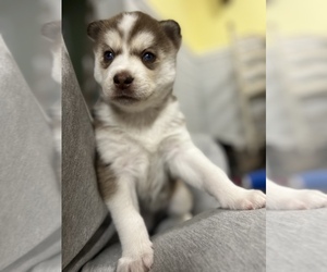 Siberian Husky Puppy for sale in CREAL SPRINGS, IL, USA