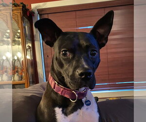 Persephone - Female Mutt Dog for Adoption - Photo #11