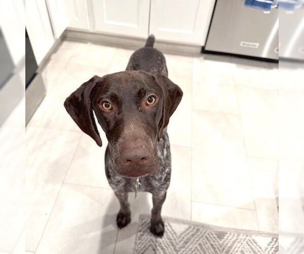 Medium Photo #1 German Shorthaired Pointer Puppy For Sale in Menlo Park, CA, USA