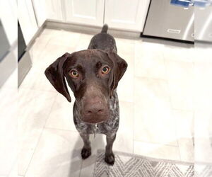 German Shorthaired Pointer Dogs for adoption in Menlo Park, CA, USA