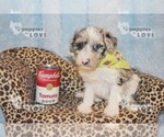 Small Photo #12 Australian Shepherd-Poodle (Toy) Mix Puppy For Sale in SANGER, TX, USA