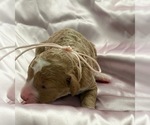 Small #6 Goldendoodle (Miniature)