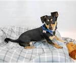Small #2 Chiweenie