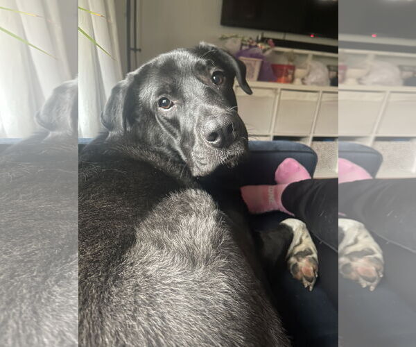 Medium Photo #4 Border Collie-Great Pyrenees Mix Puppy For Sale in Minneapolis, MN, USA