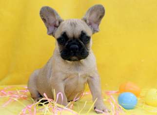 French Bulldog Puppy for sale in MOUNT JOY, PA, USA