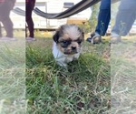 Small Photo #36 Shih Tzu Puppy For Sale in VENETA, OR, USA