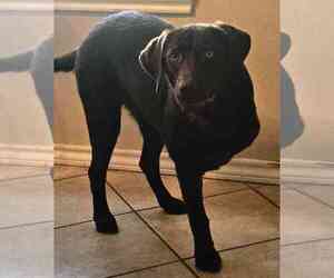 Holly - Female Labrador Retriever Dog for Adoption - Photo #5