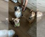 Small #8 Chihuahua Mix