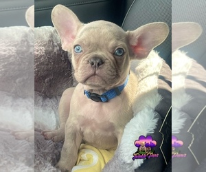 French Bulldog Puppy for sale in POWDER SPRINGS, GA, USA