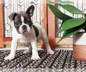 French Bulldog Puppy for sale in NAPLES, FL, USA