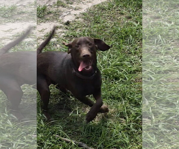 Medium Photo #2 Labrador Retriever-Unknown Mix Puppy For Sale in Oakhurst, NJ, USA