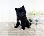 Small #1 Pomsky