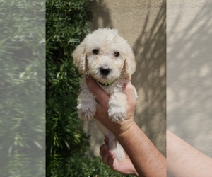 Labradoodle mix (+ Poodle Standard) Puppy for sale in SPRING HILL, FL, USA