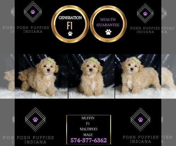Medium Photo #5 Maltipoo Puppy For Sale in WARSAW, IN, USA