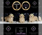 Small #4 Maltipoo