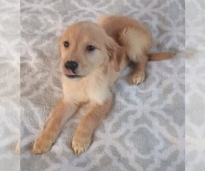 Golden Retriever Puppy for sale in POMONA PARK, FL, USA