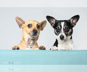 Bonded Pair - Ryver & Ryder - Female Chihuahua Dog for Adoption - Photo #4