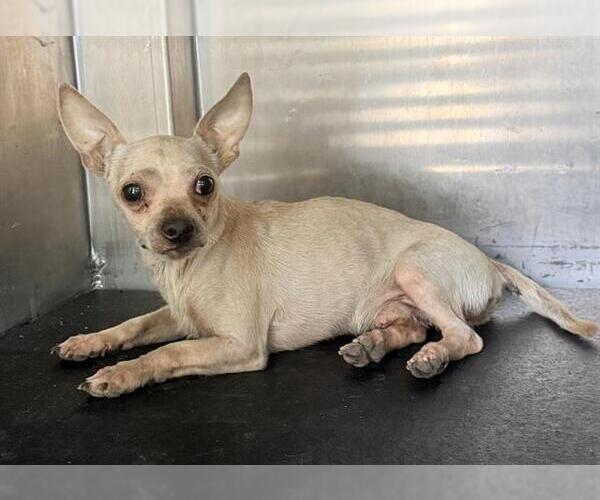 Medium Photo #1 Chihuahua-Unknown Mix Puppy For Sale in San Antonio, TX, USA