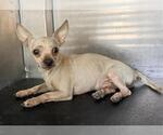 Small Chihuahua Mix